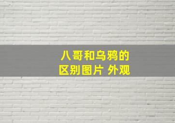 八哥和乌鸦的区别图片 外观